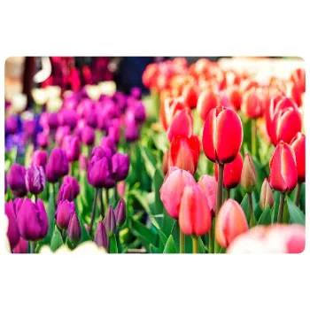 Natural Tulip Flower